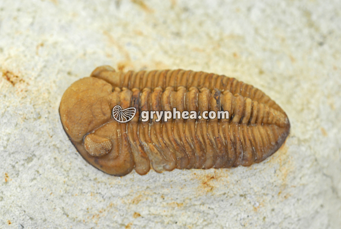 Trilobite (yeux composés intacts) - gryphea.org